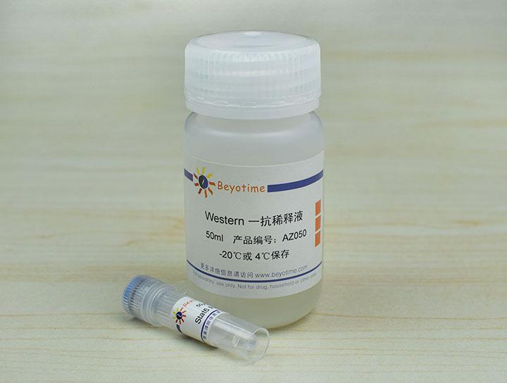 Stat6 Rabbit Polyclonal Antibody